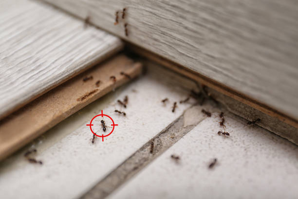 Best Wasp Removal Services  in Sweetwater, TX