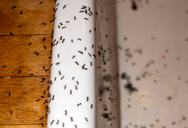 Best Spider Control Near Me  in Sweetwater, TX