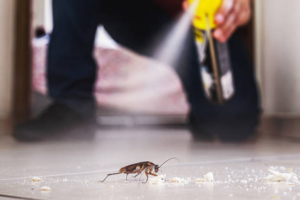 Best Local Pest Control Services  in Sweetwater, TX